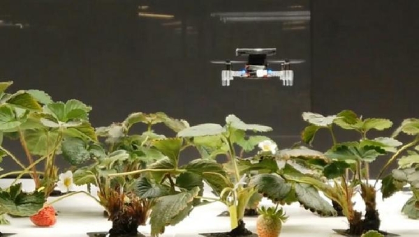 Drone επικονιαστών, δοκιμασμένα σε φράουλες σε θερμοκήπια